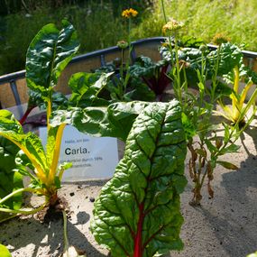 Mangold und Ringelblumen in Sandboden mit einem Pflanzenkohle-Anteil von 10 Prozent